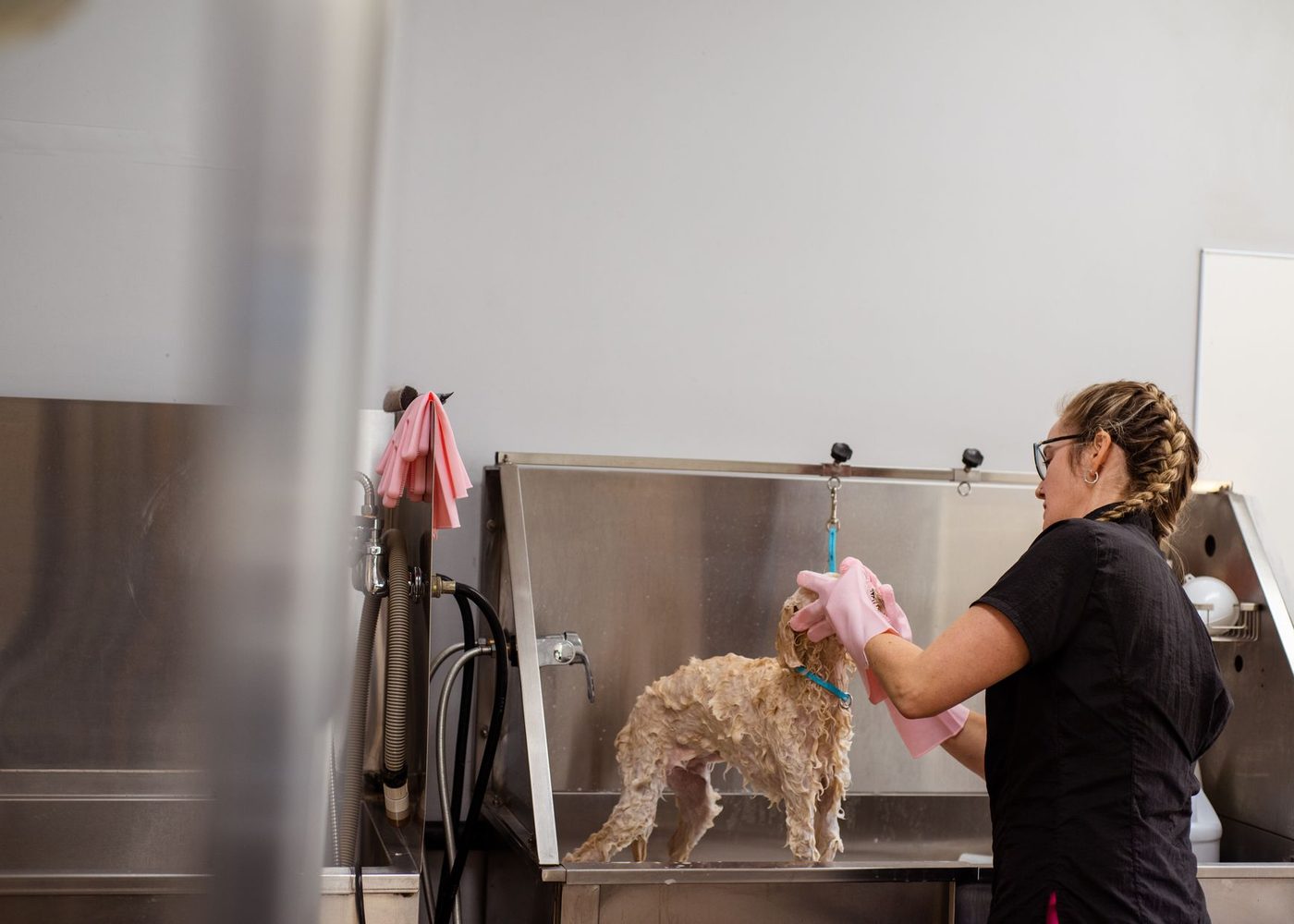 Perro recién bañado en el área de peluquería